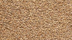 Солод пшеничный пивоваренный "Пшеничный 9.7"