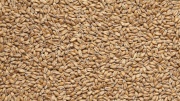 Солод пшеничный пивоваренный, Wheat malt, Viking malt
