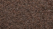 Солод ячменный "Roasted Barley 1000-1400"